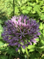 Allium macleanii