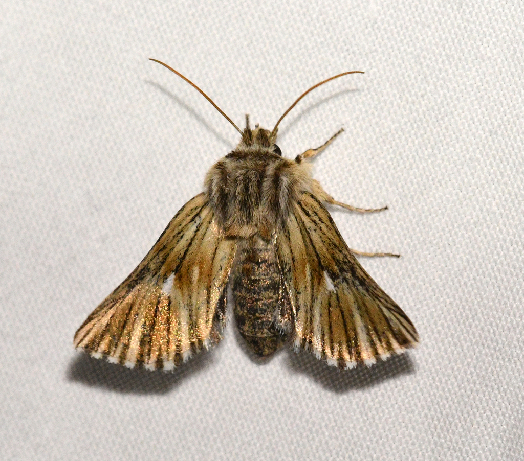 Teinoptera olivina