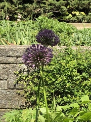 Allium macleanii