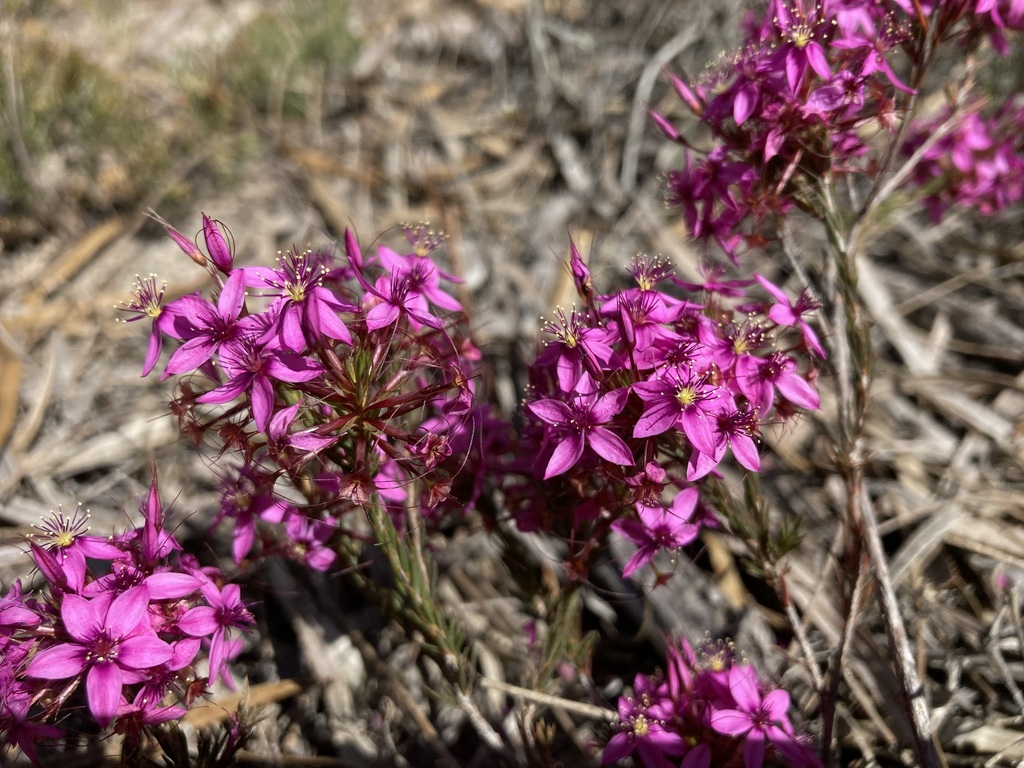 Calytrix pulchella