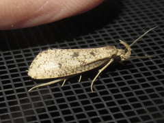 Acrolophus mortipennella