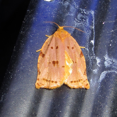 Archips rileyana