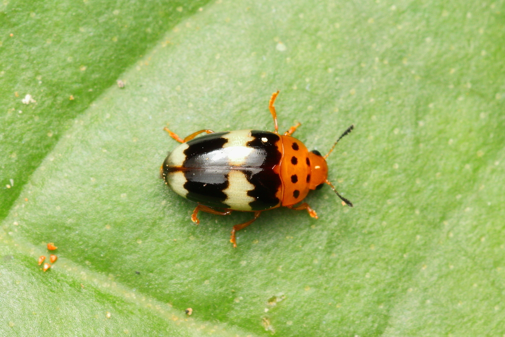 Mycotretus chilensis