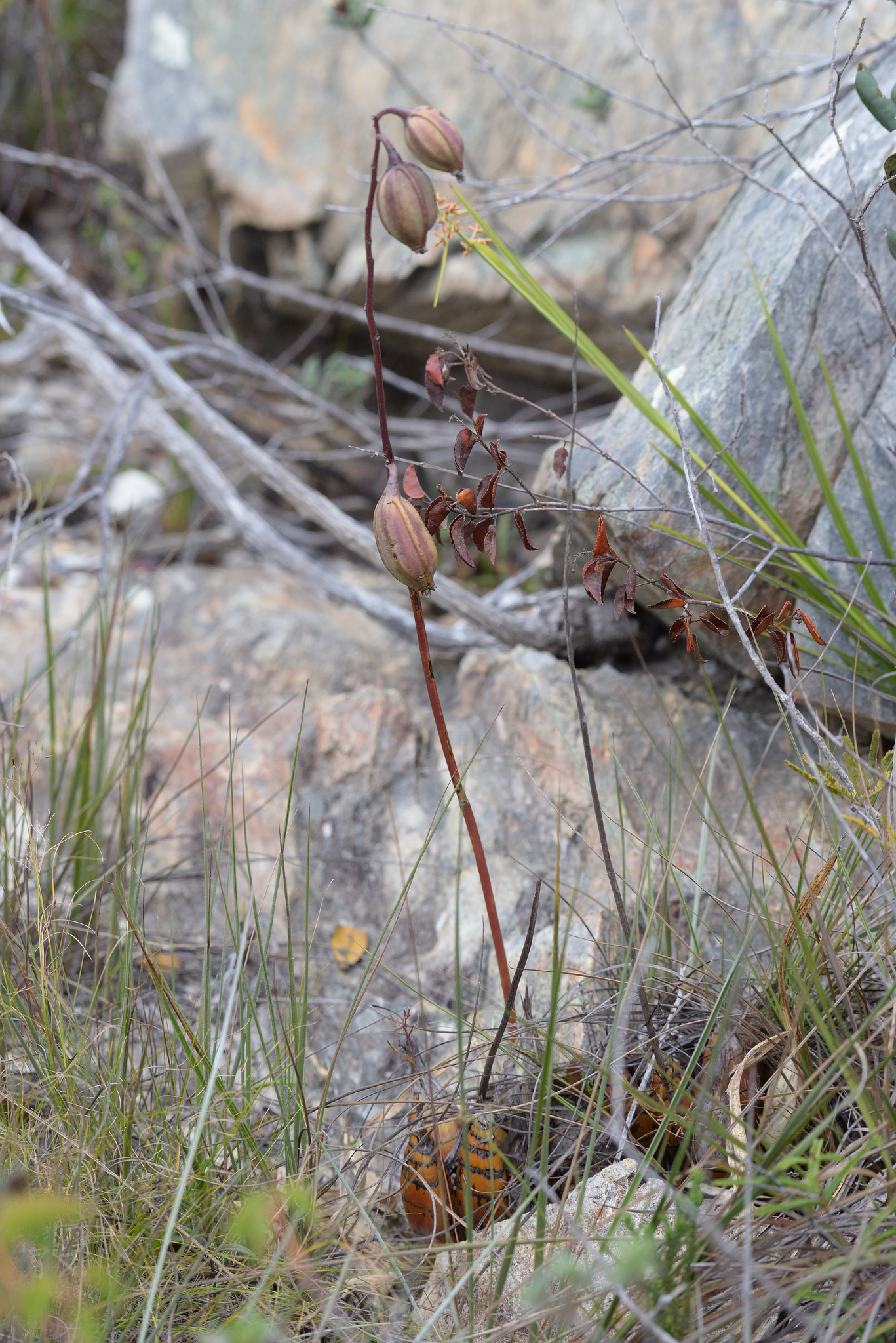 Cyrtopodium eugenii