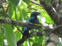 Cotinga cayana