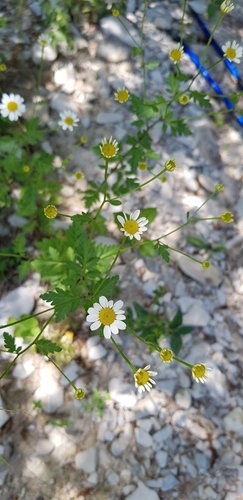 Tanacetum partheniifolium, photograph 3
