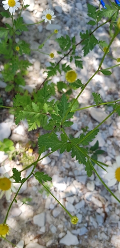 Tanacetum partheniifolium, photograph 4