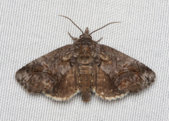 Paectes pygmaea