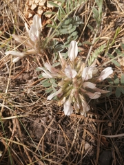 Astragalus testiculatus