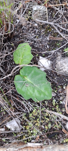 Othonna heterophylla