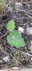 Othonna heterophylla