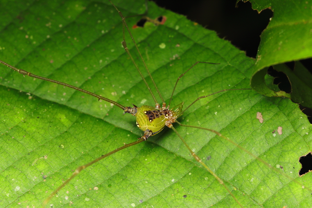 daddy longlegs