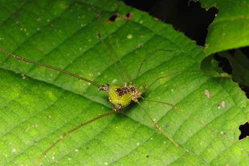 daddy longlegs