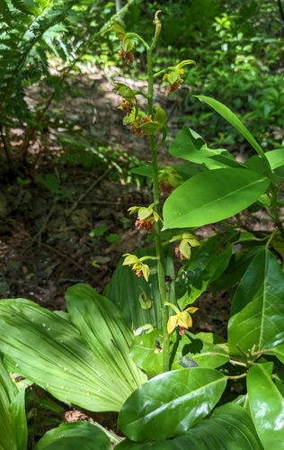 Calanthe tricarinata iNat (3)