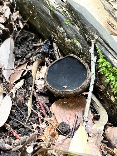 Trichaleurina tenuispora