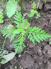 Cosmos sulphureus