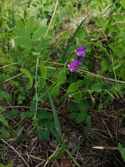 Lathyrus humilis