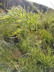 Peucedanum morisonii