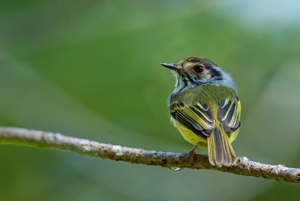 Eared Pygmy Tyrant