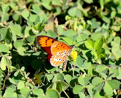 Acraea zitja