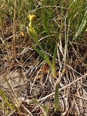 Iris humilis