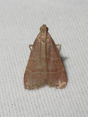 Arta epicoenalis