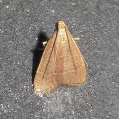 Arta epicoenalis