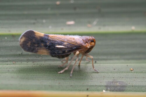 Eocenchrea maorica, 2023-12-23