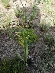 Anthoxanthum glabrum