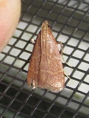 Arta epicoenalis