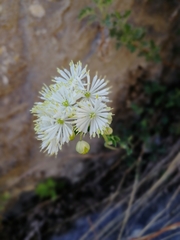 Thalictrum petaloideum