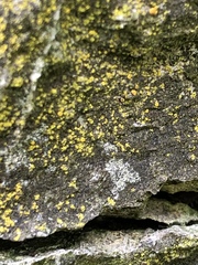 Fungi