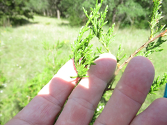 Choristoneura houstonana