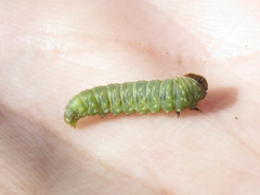 Choristoneura houstonana