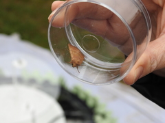 Charanyca trigrammica