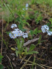 Myosotis imitata