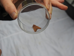 Charanyca trigrammica