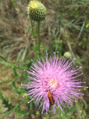 Nemognatha piazata