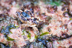 Eurymorphopus bolivariensis