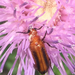 Orange Blister Beetle - Photo (c) griff, some rights reserved (CC BY-NC), uploaded by griff