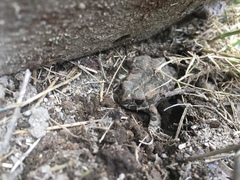 Bufotes viridis balearicus
