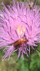 Nemognatha piazata