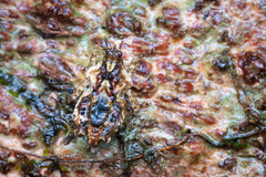 Eurymorphopus bolivariensis