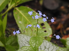 Brunnera
