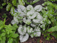 Brunnera