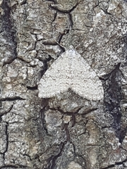 Trichopteryx carpinata