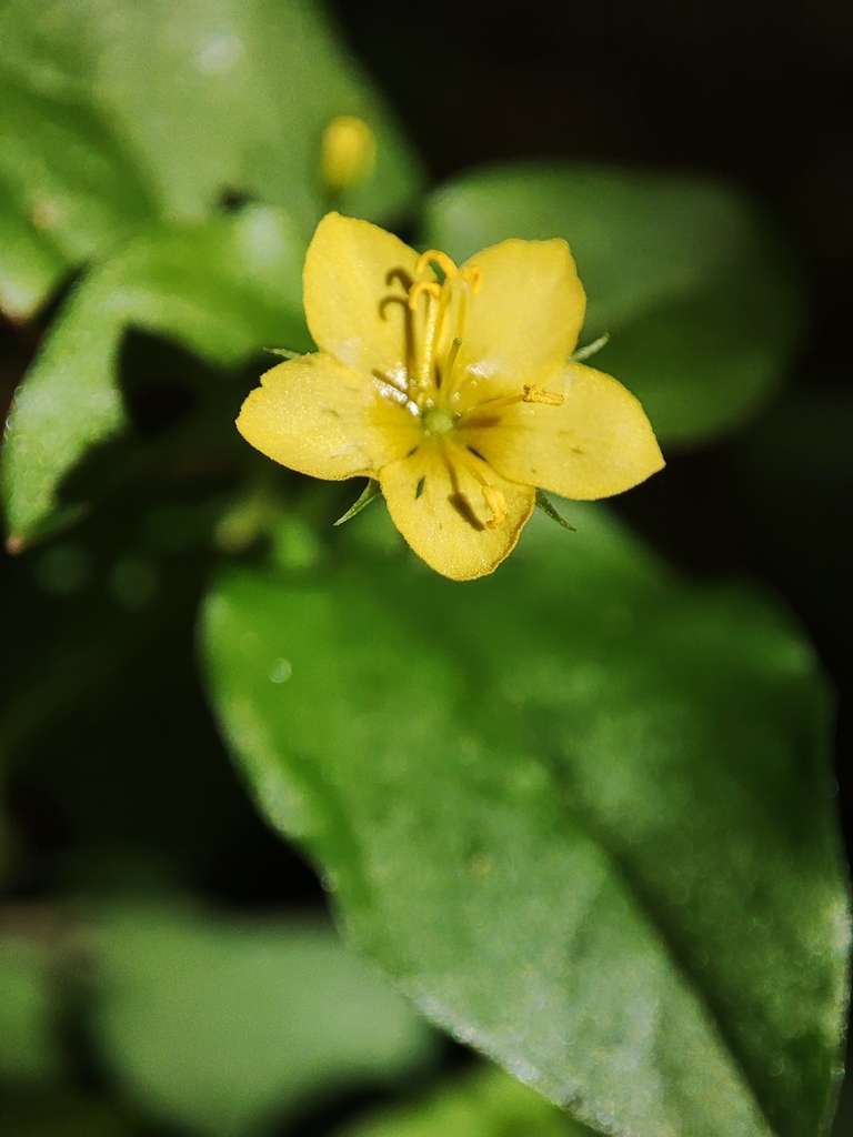 Yellow pimpernel (Lysimachia nemorum)
