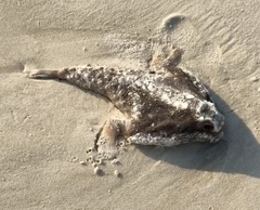 Ogcocephalidae
