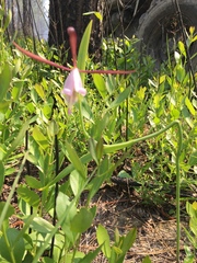 Cleistesiopsis oricamporum
