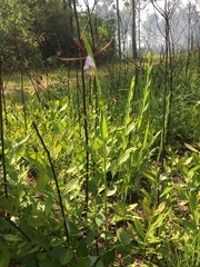 Cleistesiopsis oricamporum